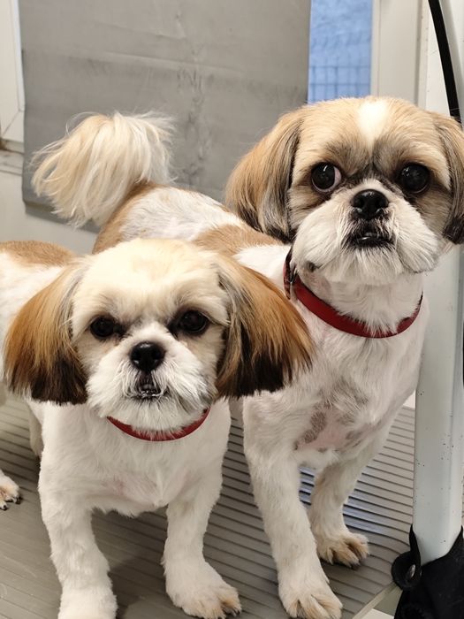 Frizerie canina Moșnița nouă