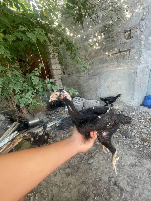Дакан жожа хороз сотилади