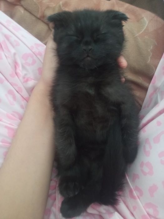 Кошка 2 месяца здоровый мальчик