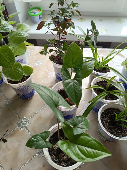 Срочно Недорого продам комнатные  цветы