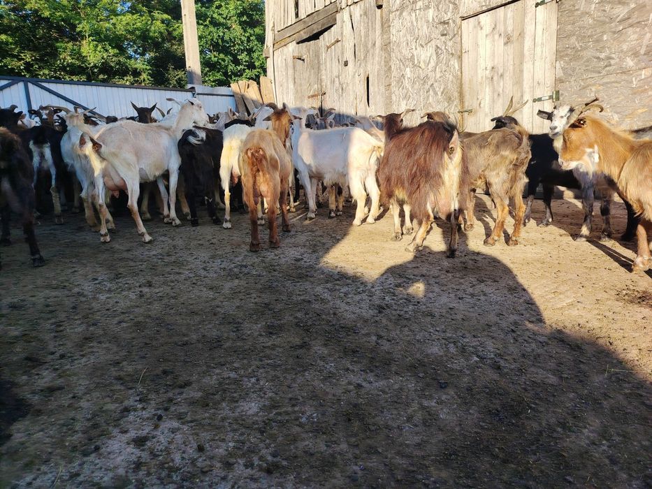 Vând 90 de capre cu lapte