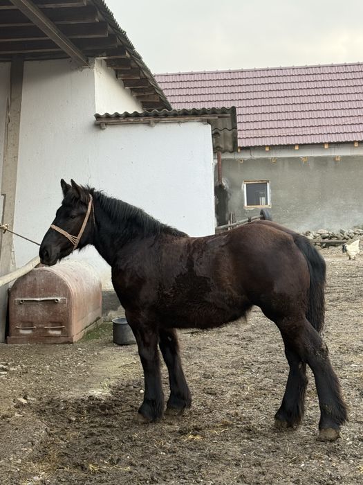 Vand manza ardeneza de 8 luni