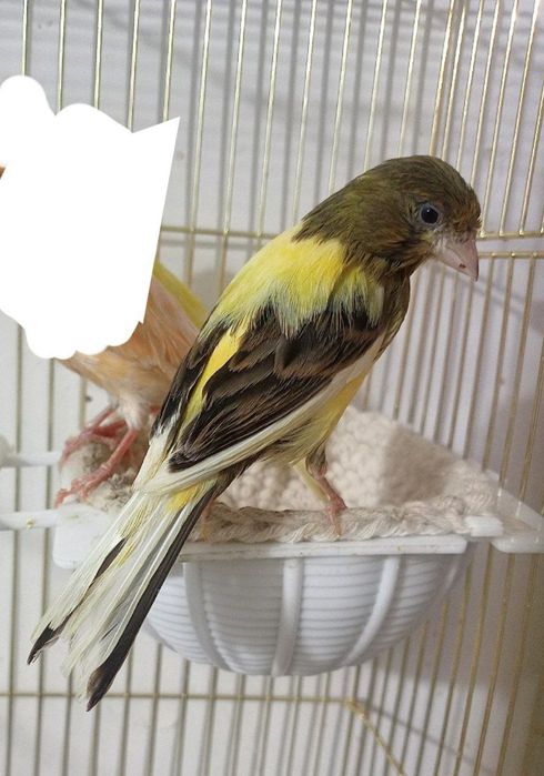 Kanareka avle moda sotladi