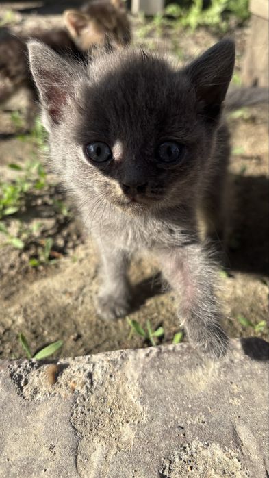 Отдам котят в хорошие руки