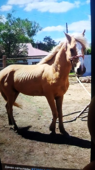 Продаю Айғыр бесті жуас