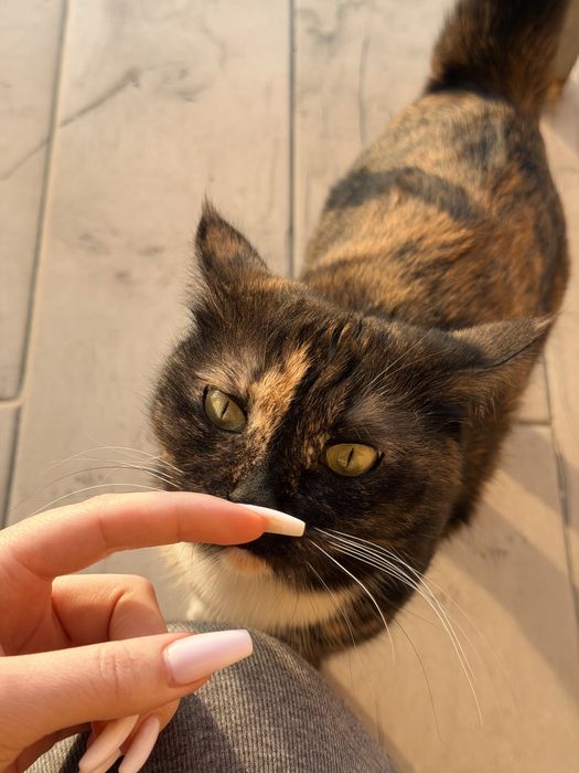 Кошка трехцветка