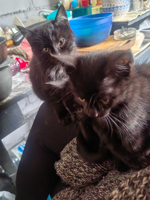 Отдам котят в добрые руки