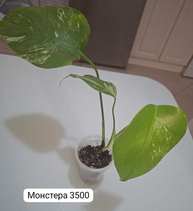 Продам монстеры ...