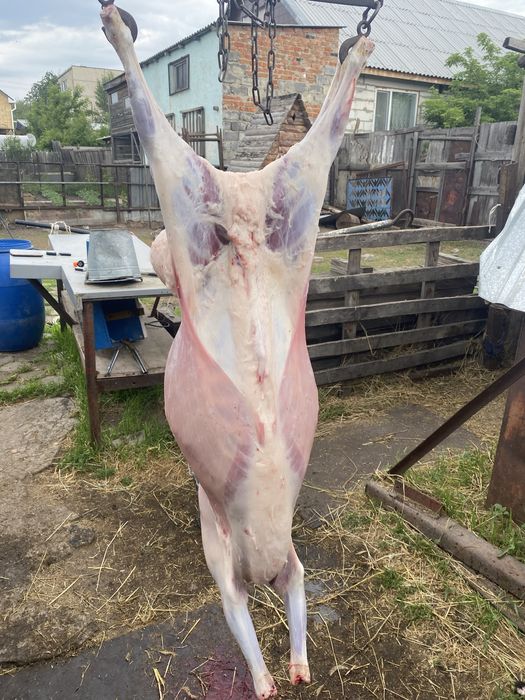 Баранина тушами.