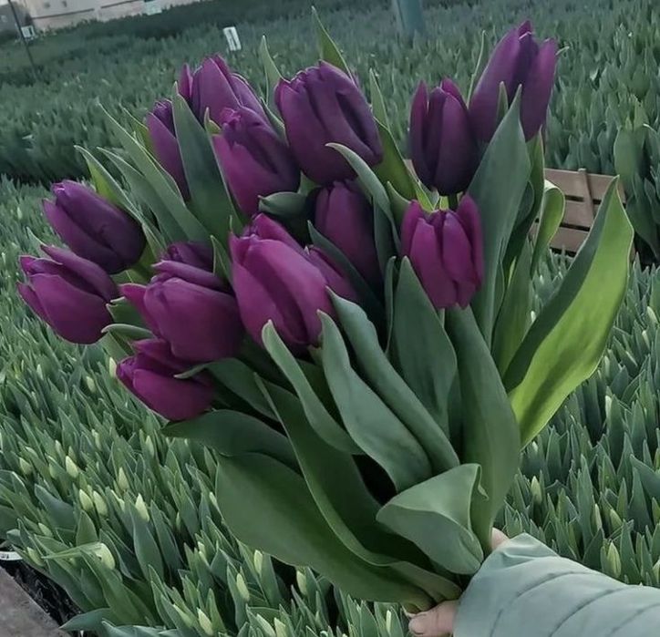 Тюльпаны на 8 марта Рудный. Оптимальные цены