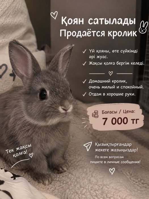 Қоян сатылады / Продаётся кролик