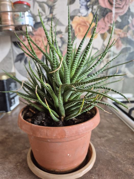 Продам Цветы комнатные