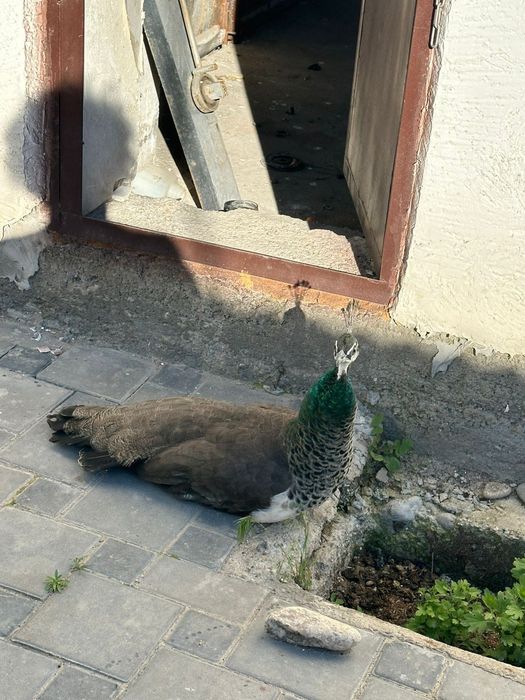 Продается индийский павлин