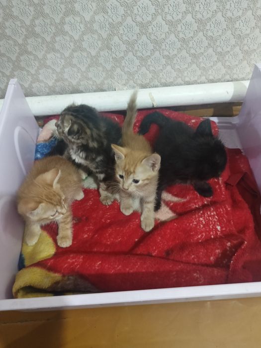 Котята даром отдам