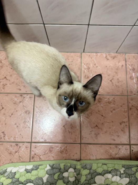 Котик ищет дом и семью!