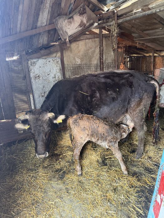 Vaca productie lapte 25 l lapte la zi garantata