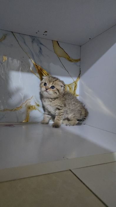 Серебристый табби шиншилла девичка и мальчик