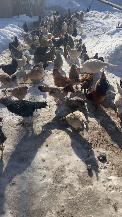 Уйдын тауыктары 5000 мннан