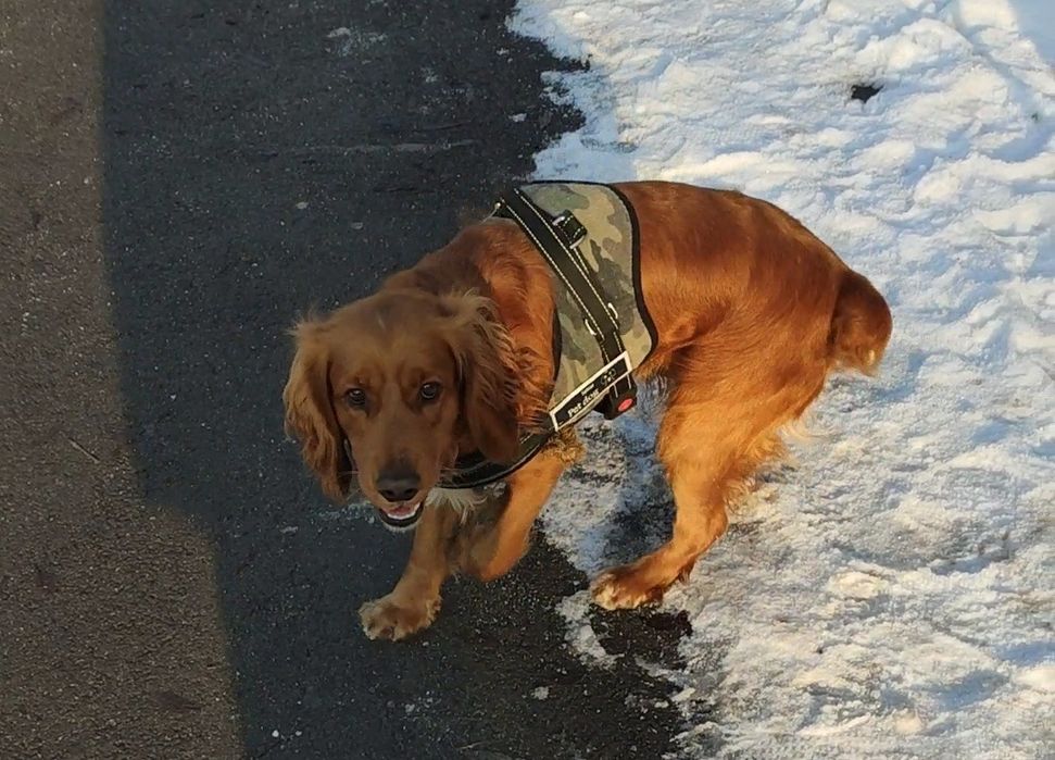 Спаниель - кобель на вязку