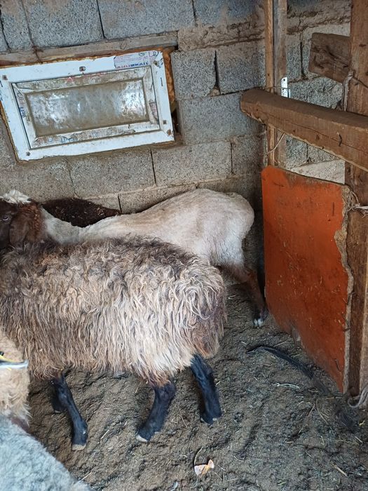 Сойыска койлар бар