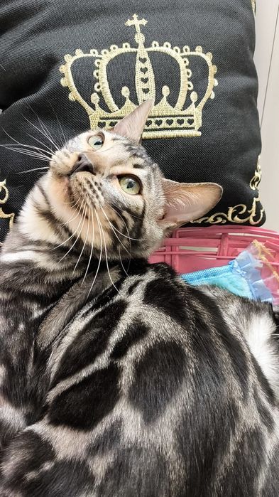 МИНИ- БАРСЫ- ! Бенгальские - Серебро! Silver