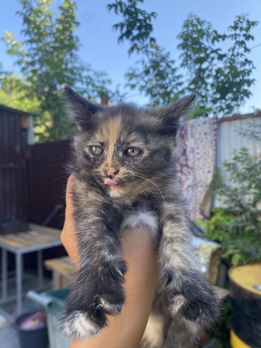 Котята отдам бесплатно