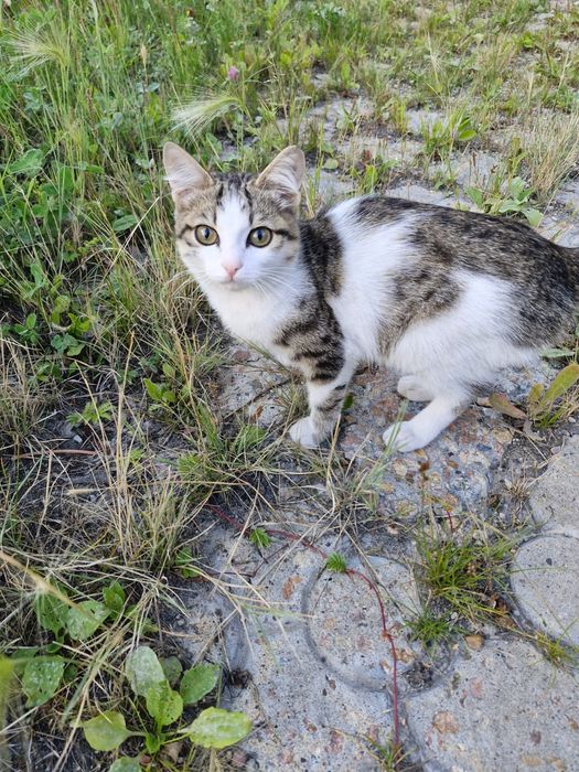 Мальчик в добрые руки