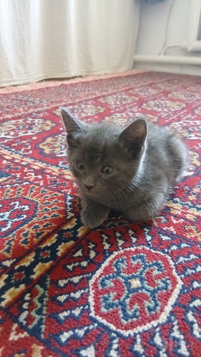 Котик в подарок в добрые руки