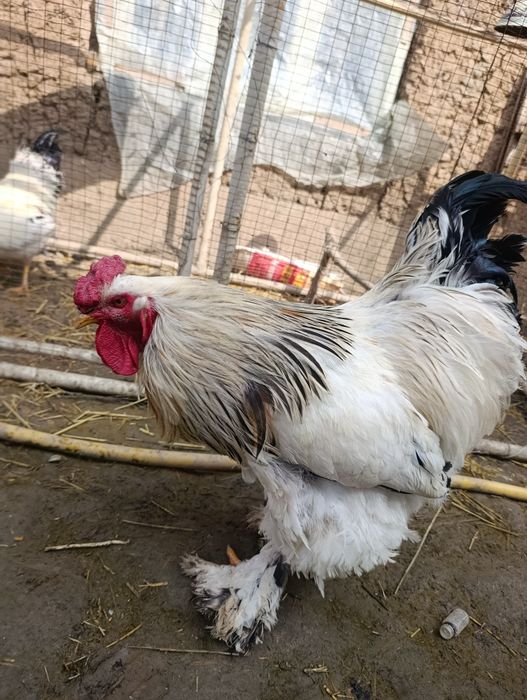 Brama xuroz yushiga yetgan .