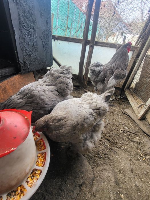 Matca  rasa pura brahma albastru ,oua si pui