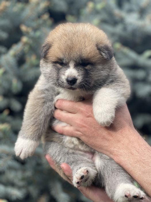 Акита Ину кобель для вязки