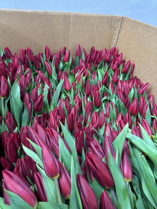 Тюльпаны Петропавловск