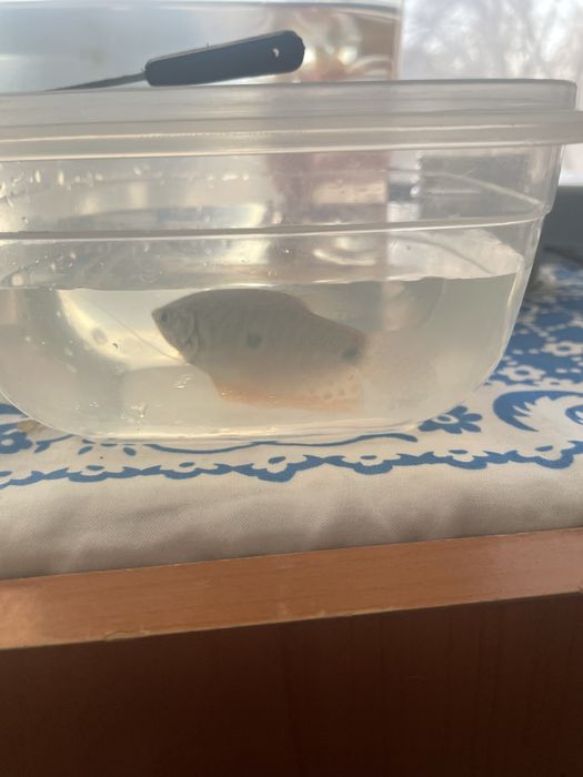 Аквариумный рыбки