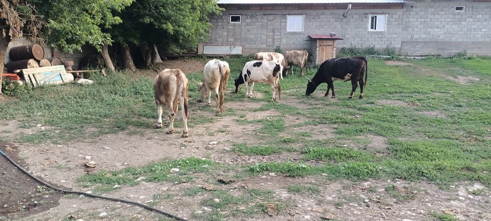 Продам хороших коров