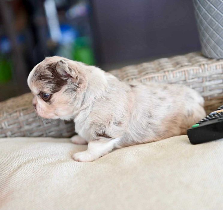 Мъжко дългокосместо мини чихуахуа шоколадово мерле