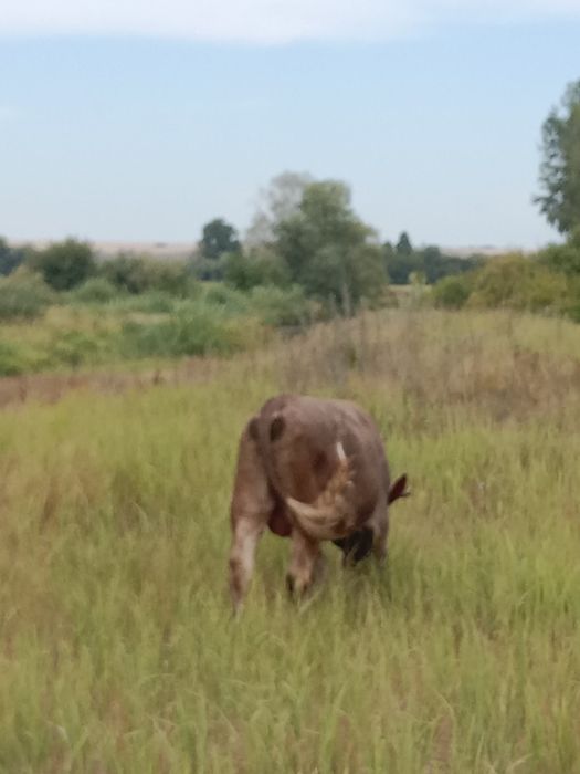 Бұқа сатам 1.5 жасар