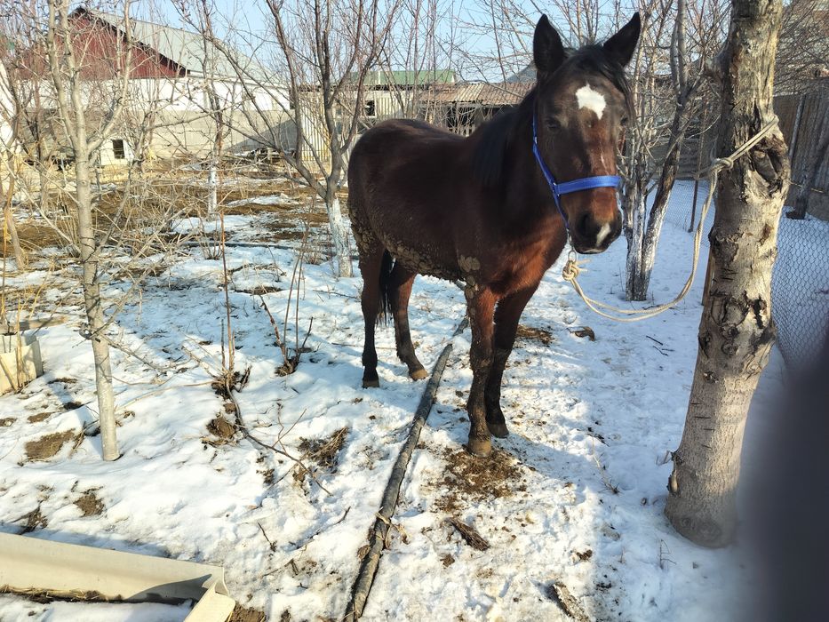 Жылқы екі жасар семіз