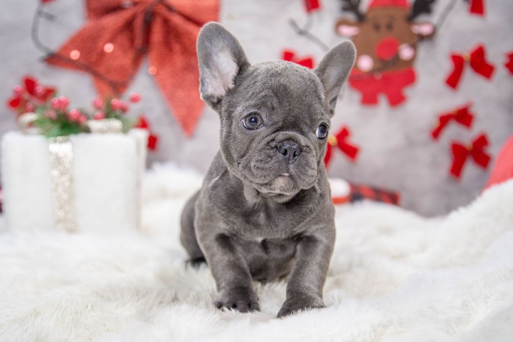 bulldog francez blue fetita