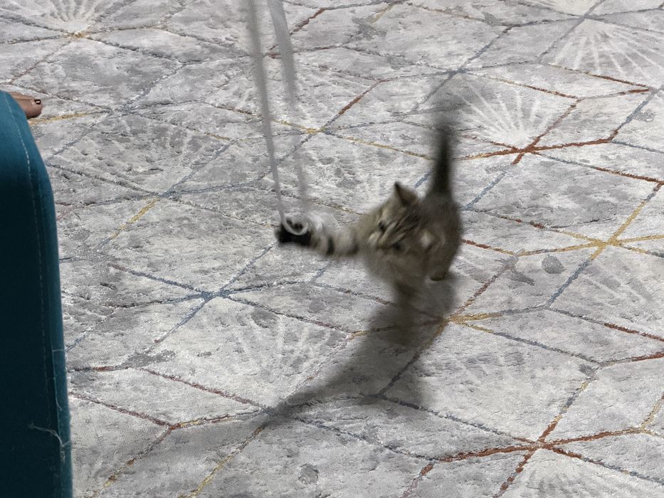 Скотиш фолд котенок