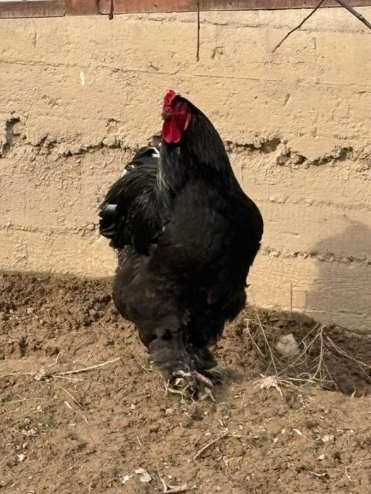 Продам Петух Брама...