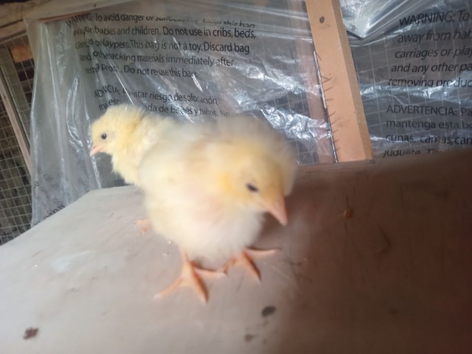 Jójala sotiladi òrdak