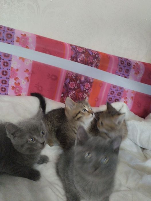Котята британские
