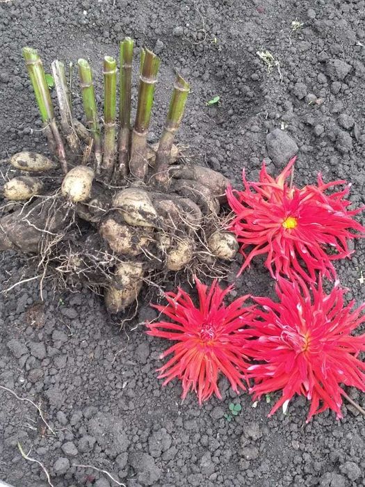 Продам Голанские георгины