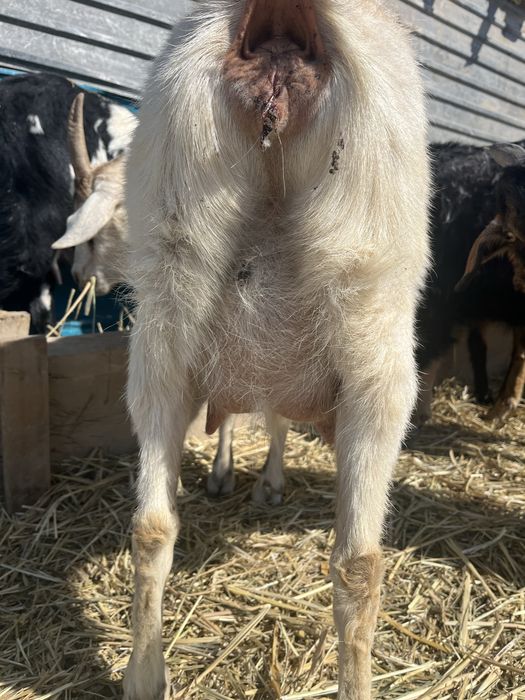 Ешкілер сатылады