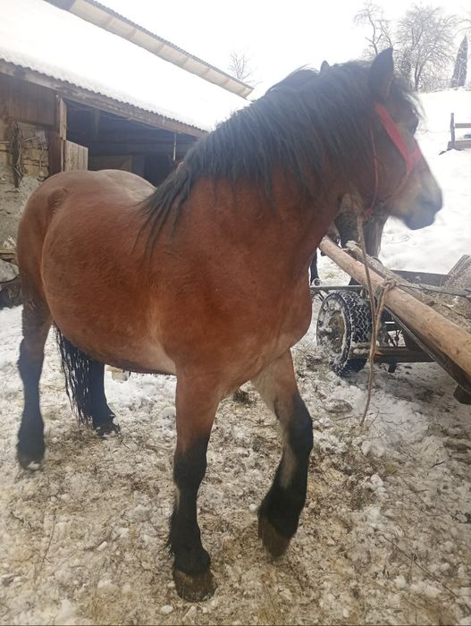 De vânzare mânză de 3 ani și cal de patru ani