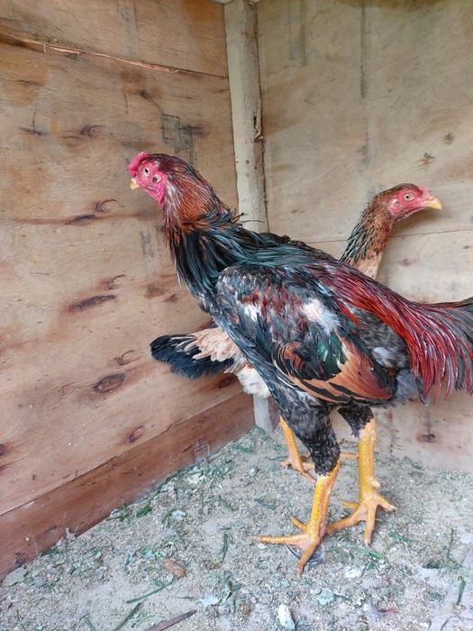 Dakan xuruz sotiladi