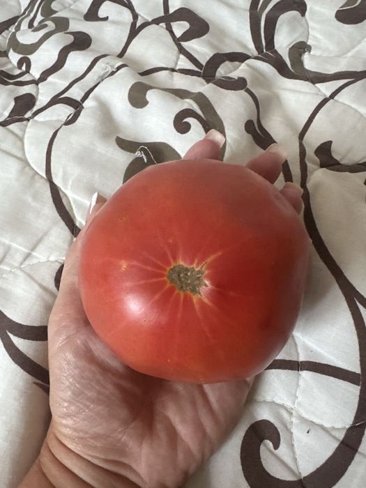 Продам помидоры домашние