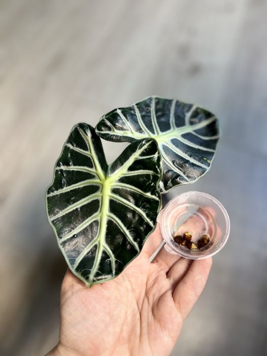 Детки и клубни алоказий