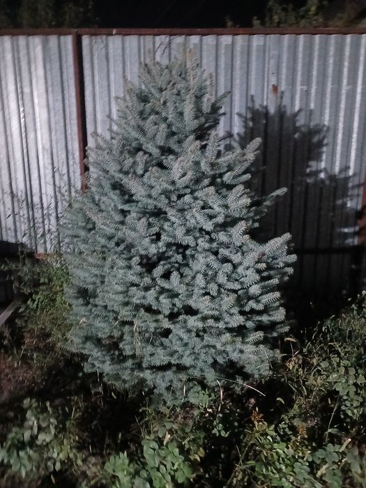 Продам ели ели ели