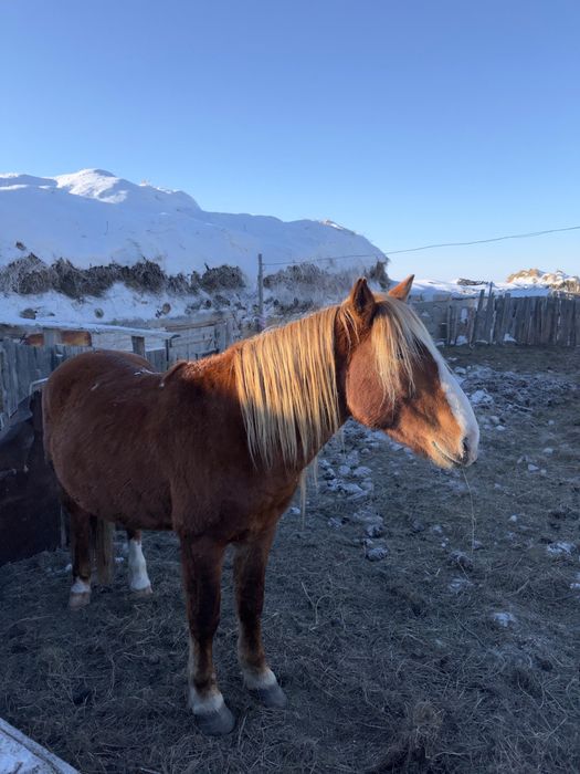 Продам айгыр, 6 жасар